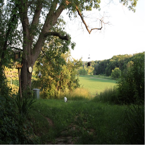 This is a picture of a community garden.