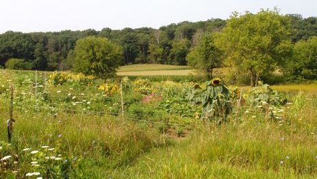 This is a picture of a community garden.