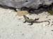MiddleCayeIguana2