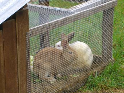 Tranes Rabbit 10/14/07