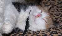 LacieSmile