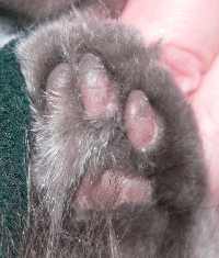 Foot of Little Cat