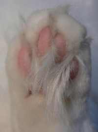 Quick Cat Foot