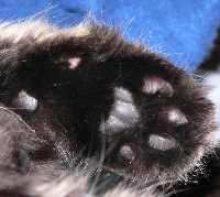 Big Little Cat Foot