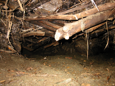 Inside Beaver Lodge Inside Beaver Lodge