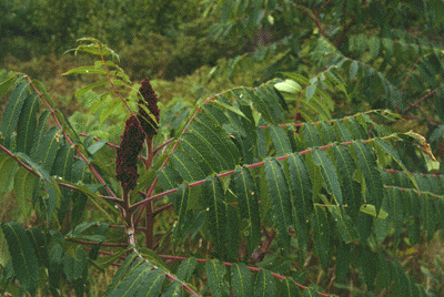 R. typhina (form)