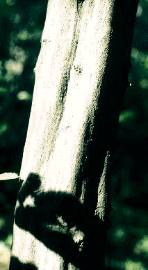 C.caroliniana (bark)