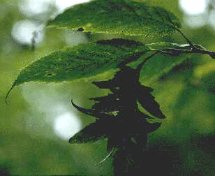 C.caroliniana (fruit)