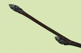 C.caroliniana (twigs)