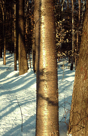 Nature's Ways: Yellow Birch Is Easy to Identify — Even in January