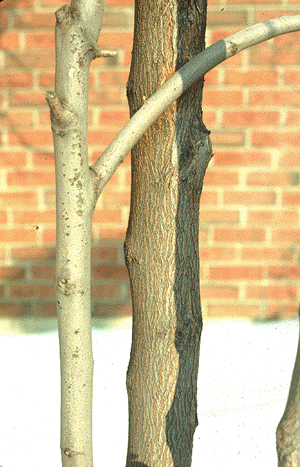 C. canadensis (Bark)