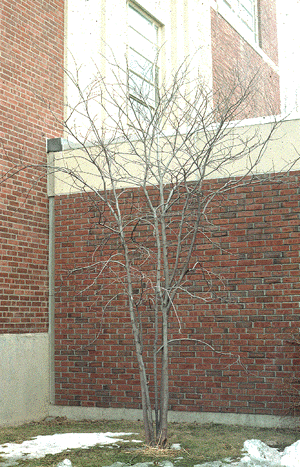 C. canadensis (Form)