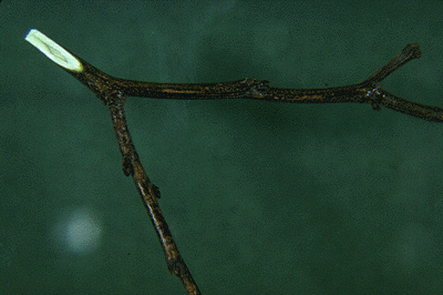 C. canadensis (Twig)