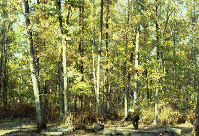 Q. palustris (Stand)