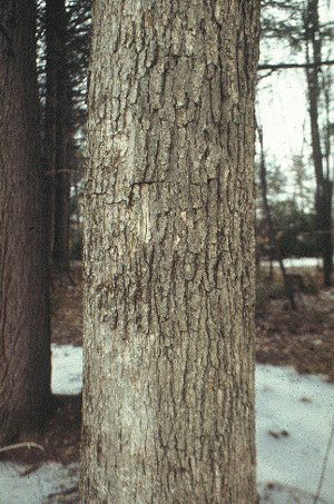 white oak bark