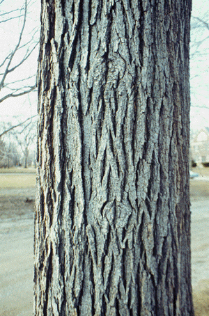 C. speciosa (bark)