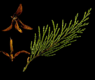 Incense Cedar (Needles)