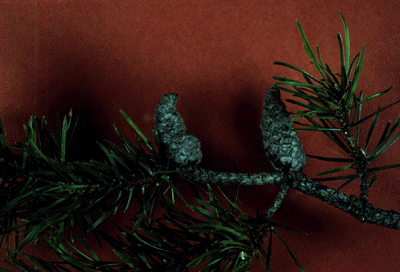 P. banksiana (needles and cone)