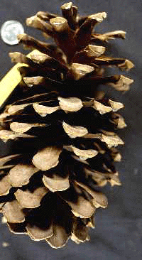 P. palustris (Cone)