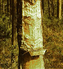 P. elliottii (Bark)