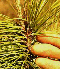 P. elliottii (Needles)