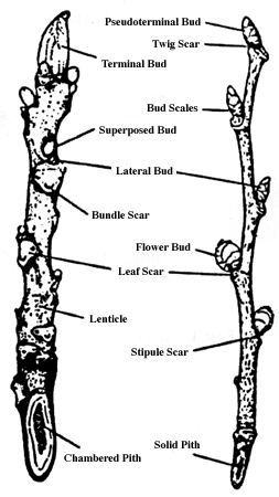 Characteristics of Twigs