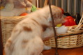 DSC_0034.JPG