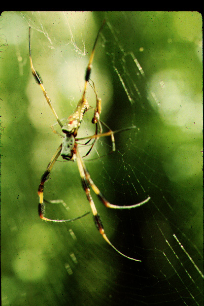spiders in copula