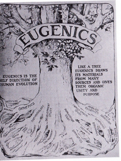 Photo from a eugenics display, depicts a tree.