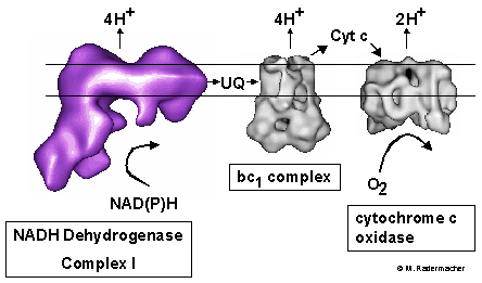 respiratory chain