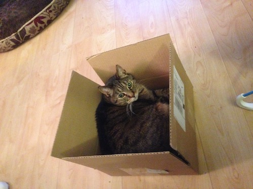 CatInABox