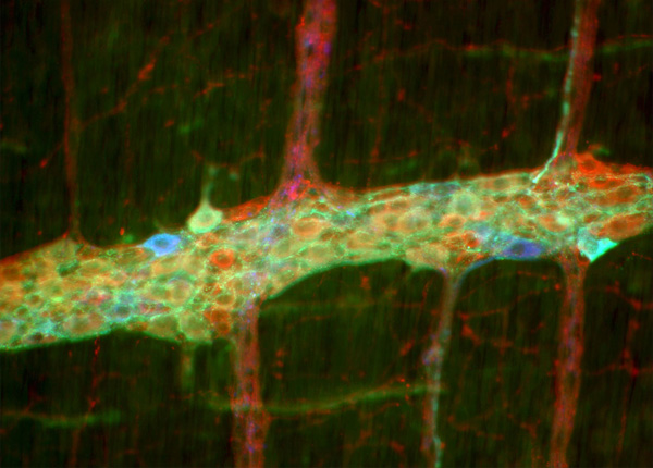 research image