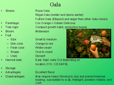 Gala