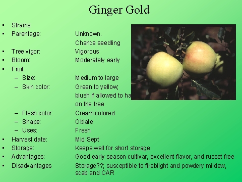 Ginger Gold