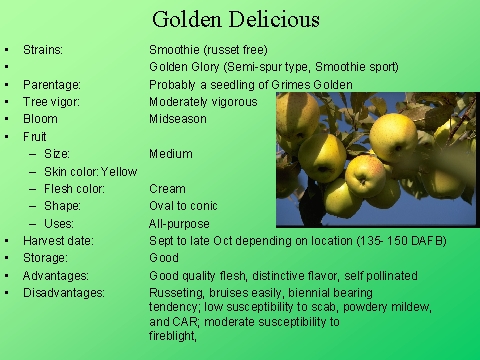 Golden Delicious