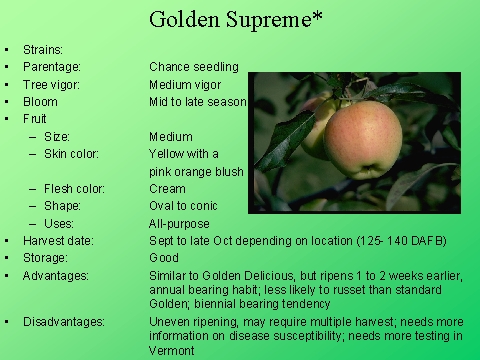 Golden Supreme*