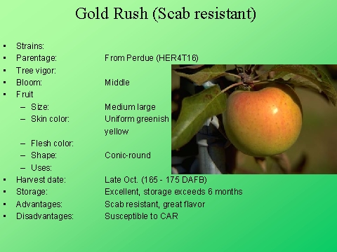 Gold Rush (Scab resistant)