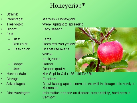Honeycrisp*