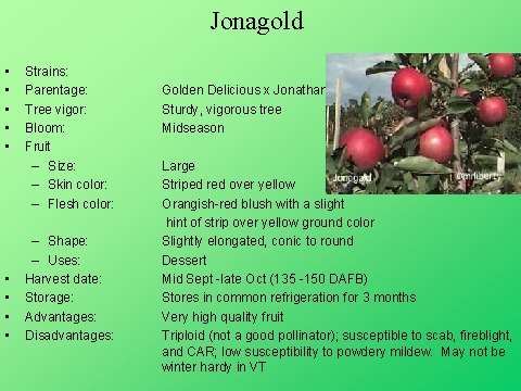 Jonagold