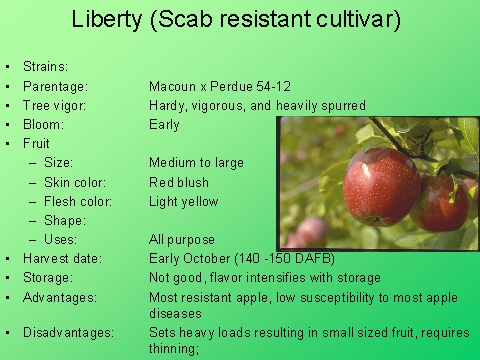 Liberty (Scab resistant cultivar)