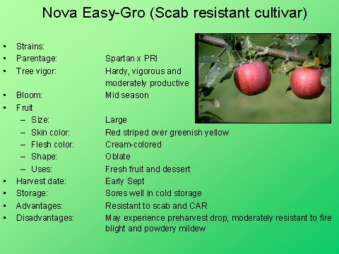 Nova Easy-Gro (Scab resistant cultivar)