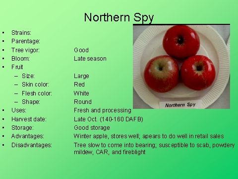 Northern Spy