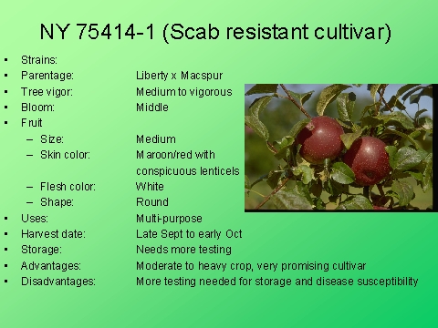 NY 75414-1 (Scab resistant cultivar)