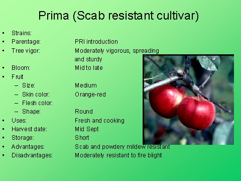 Prima (Scab resistant cultivar)