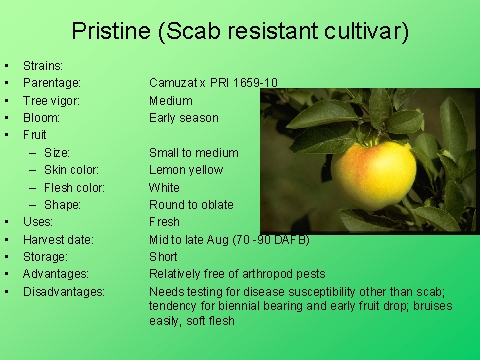 Pristine (Scab resistant cultivar)