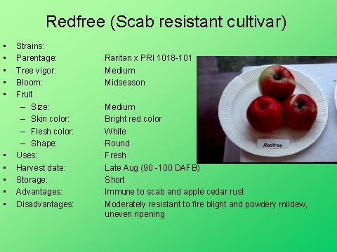 Redfree (Scab resistant cultivar)