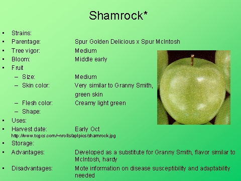 Shamrock*