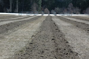 Tree rows cultivated the season prior to planting