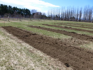 Freshly tilled planting bed