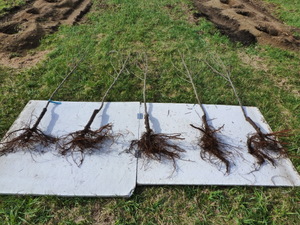 Root systems of feathered trees